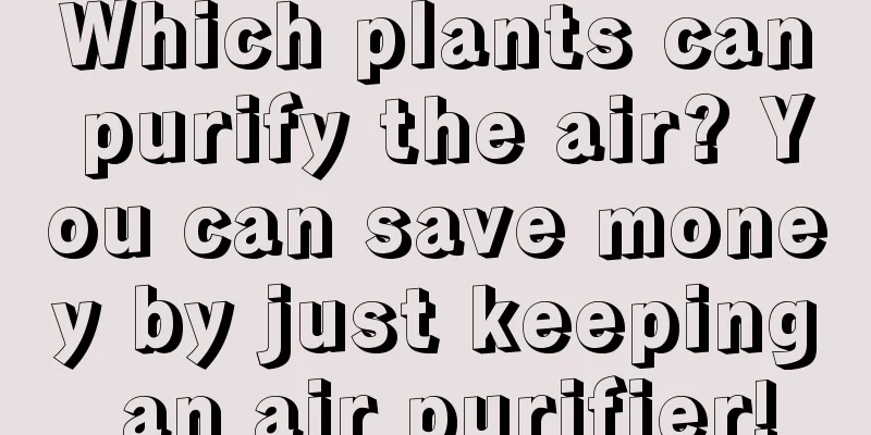 Which plants can purify the air? You can save money by just keeping an air purifier!