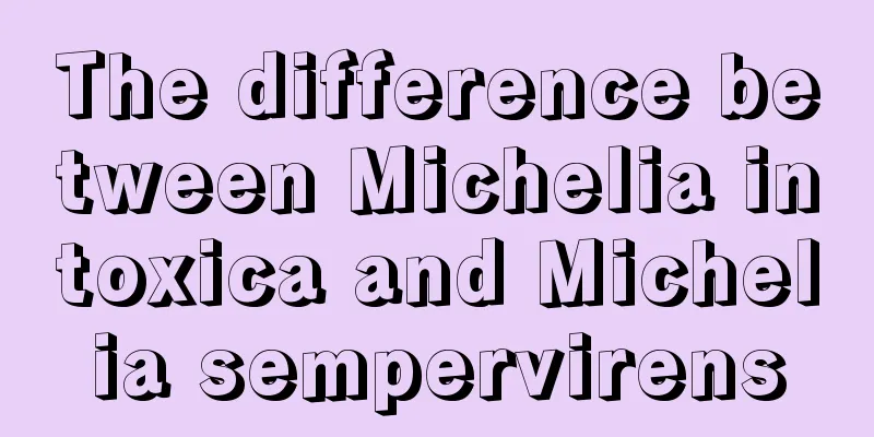 The difference between Michelia intoxica and Michelia sempervirens