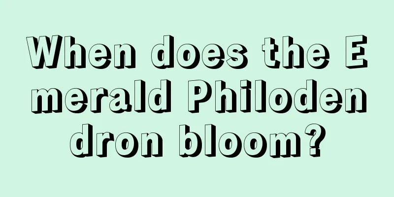 When does the Emerald Philodendron bloom?