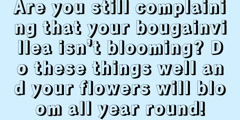 Are you still complaining that your bougainvillea isn’t blooming? Do these things well and your flowers will bloom all year round!