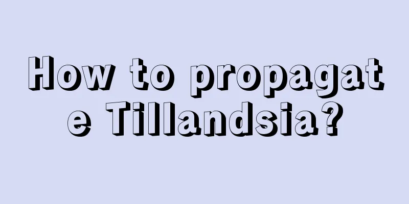 How to propagate Tillandsia?