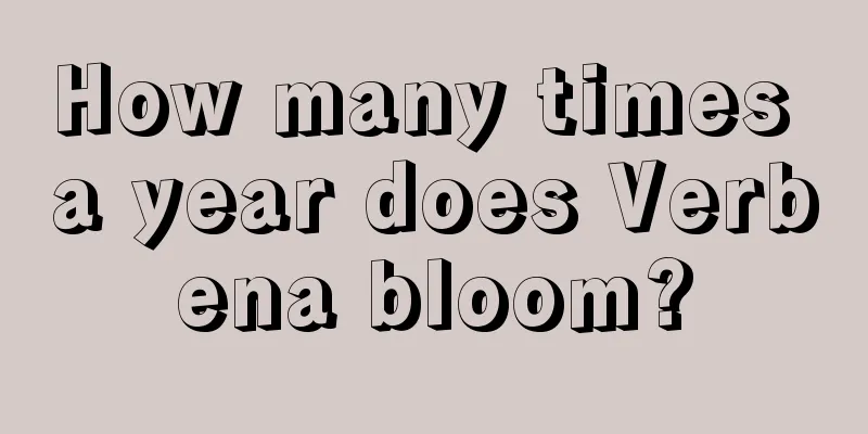 How many times a year does Verbena bloom?