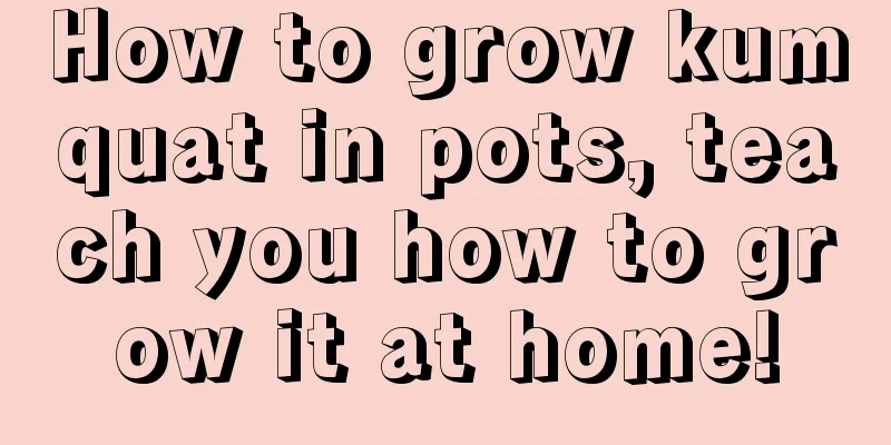 How to grow kumquat in pots, teach you how to grow it at home!