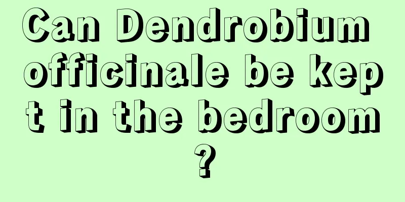 Can Dendrobium officinale be kept in the bedroom?