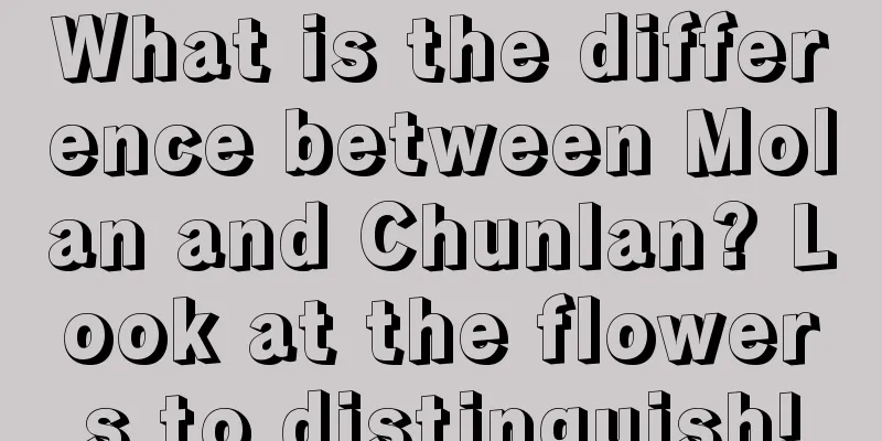 What is the difference between Molan and Chunlan? Look at the flowers to distinguish!