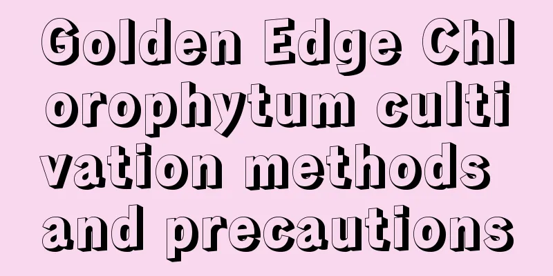 Golden Edge Chlorophytum cultivation methods and precautions