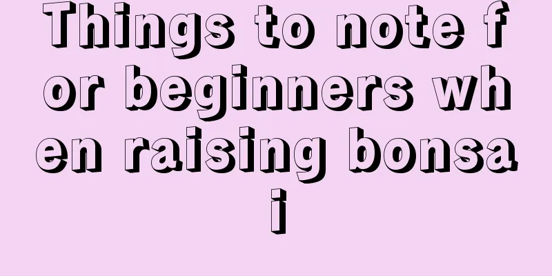 Things to note for beginners when raising bonsai