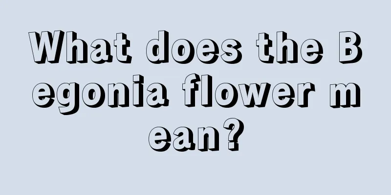 What does the Begonia flower mean?