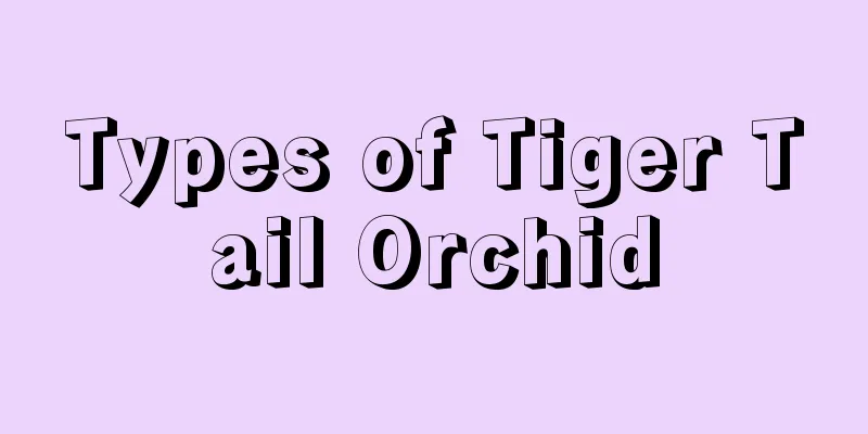 Types of Tiger Tail Orchid