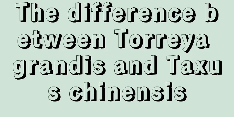 The difference between Torreya grandis and Taxus chinensis