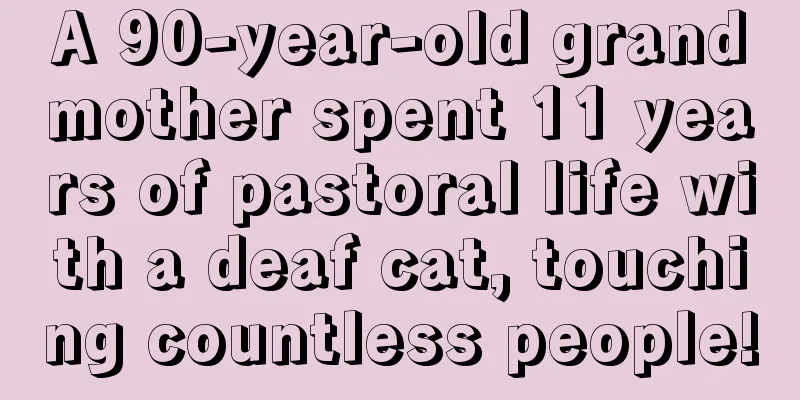 A 90-year-old grandmother spent 11 years of pastoral life with a deaf cat, touching countless people!