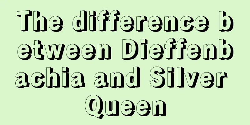 The difference between Dieffenbachia and Silver Queen