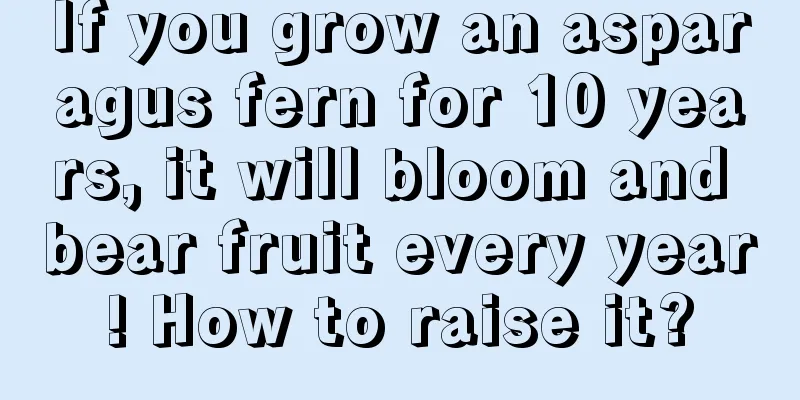 If you grow an asparagus fern for 10 years, it will bloom and bear fruit every year! How to raise it?