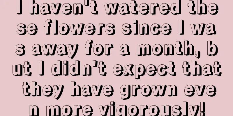 I haven't watered these flowers since I was away for a month, but I didn't expect that they have grown even more vigorously!
