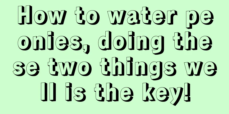 How to water peonies, doing these two things well is the key!