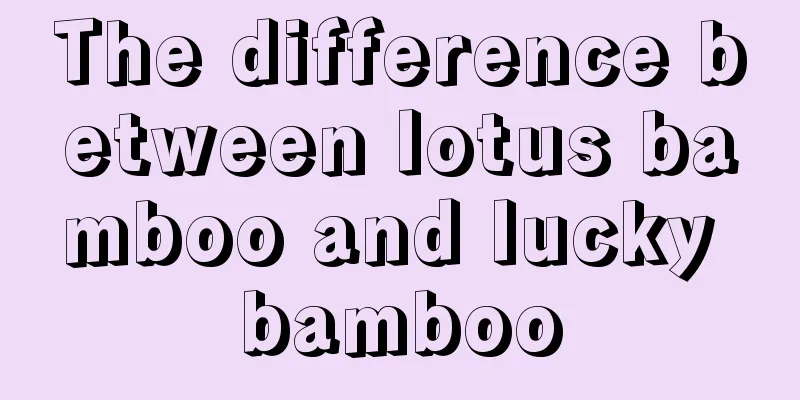 The difference between lotus bamboo and lucky bamboo