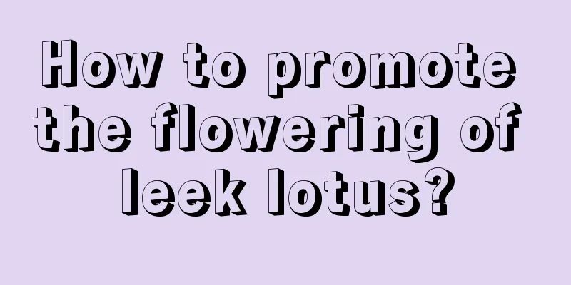 How to promote the flowering of leek lotus?