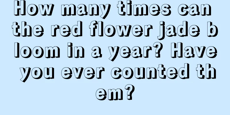 How many times can the red flower jade bloom in a year? Have you ever counted them?