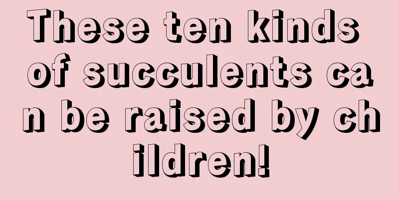 These ten kinds of succulents can be raised by children!