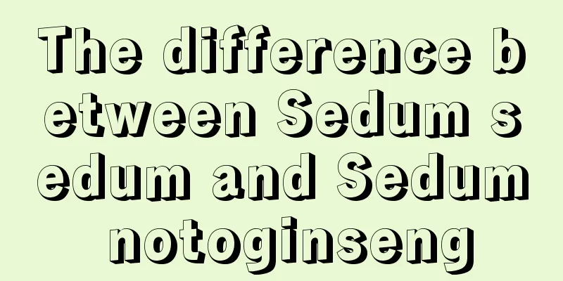 The difference between Sedum sedum and Sedum notoginseng