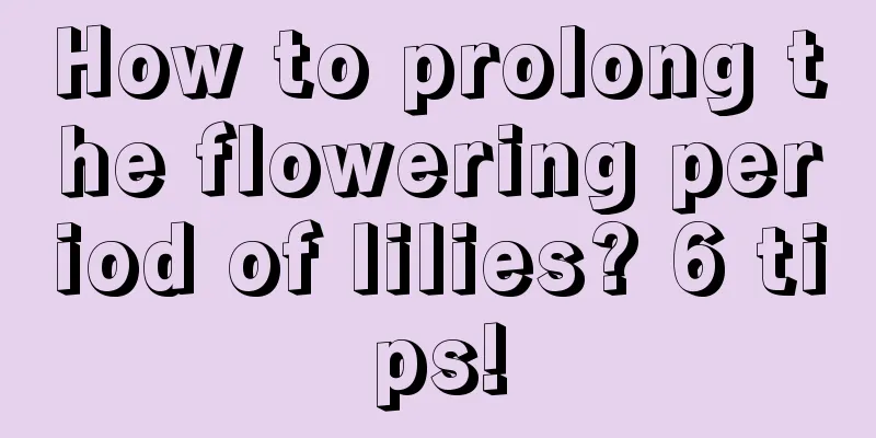 How to prolong the flowering period of lilies? 6 tips!