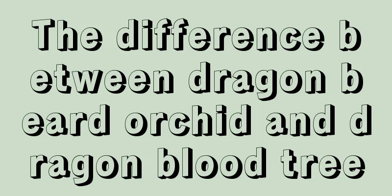 The difference between dragon beard orchid and dragon blood tree