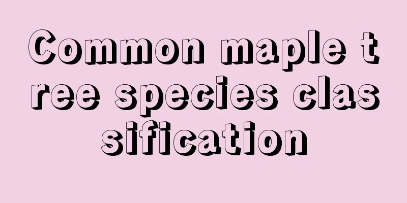 Common maple tree species classification