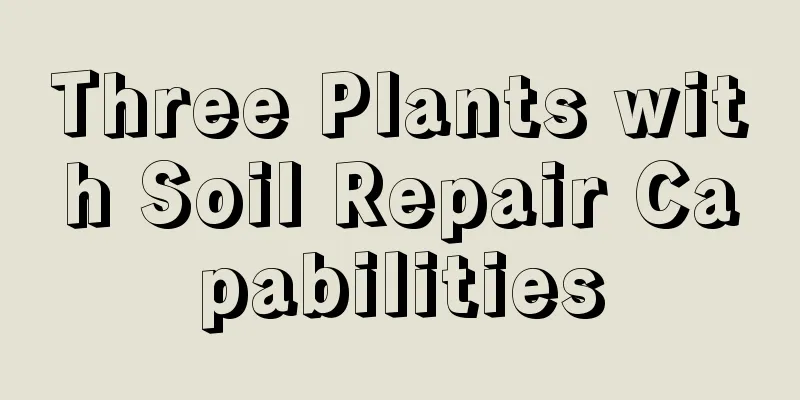 Three Plants with Soil Repair Capabilities