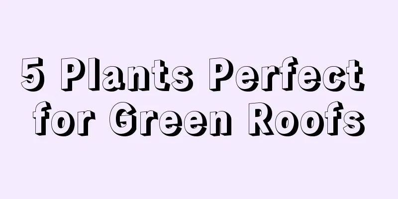 5 Plants Perfect for Green Roofs