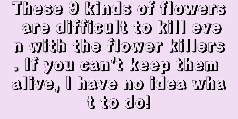 These 9 kinds of flowers are difficult to kill even with the flower killers. If you can’t keep them alive, I have no idea what to do!