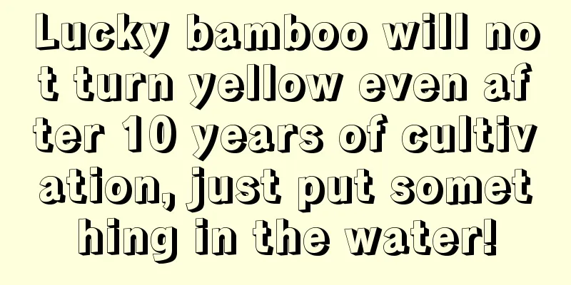 Lucky bamboo will not turn yellow even after 10 years of cultivation, just put something in the water!