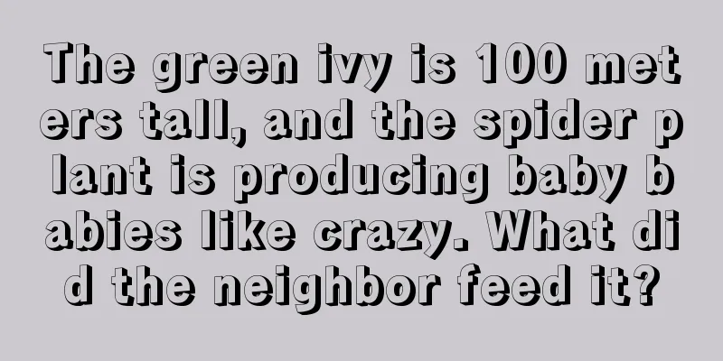 The green ivy is 100 meters tall, and the spider plant is producing baby babies like crazy. What did the neighbor feed it?