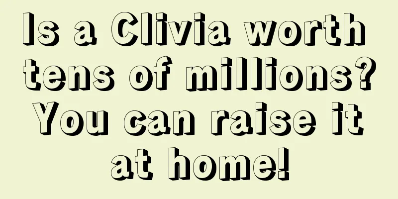 Is a Clivia worth tens of millions? You can raise it at home!