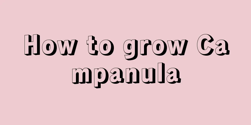 How to grow Campanula