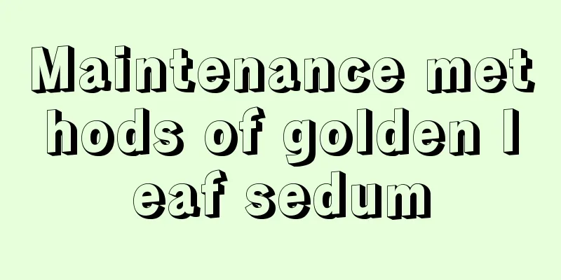 Maintenance methods of golden leaf sedum