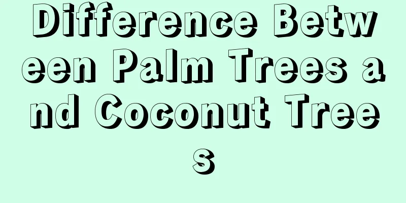 Difference Between Palm Trees and Coconut Trees