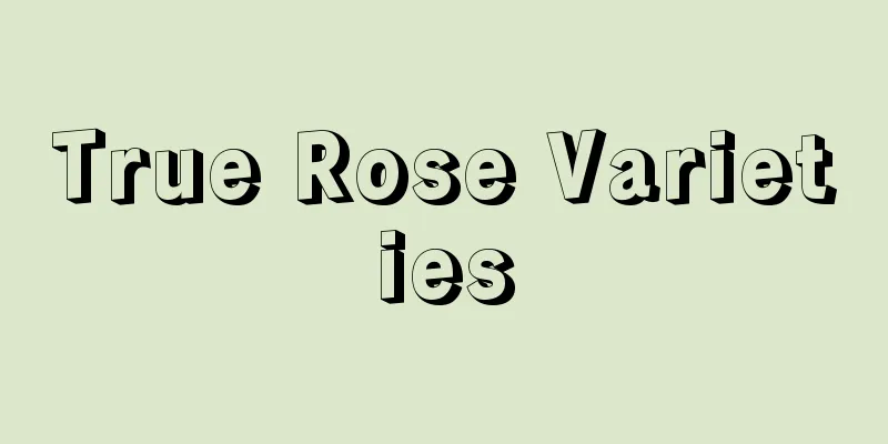 True Rose Varieties