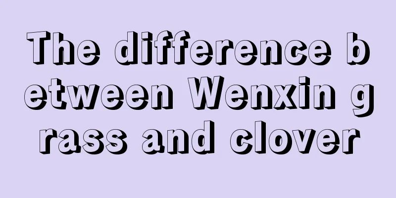 The difference between Wenxin grass and clover