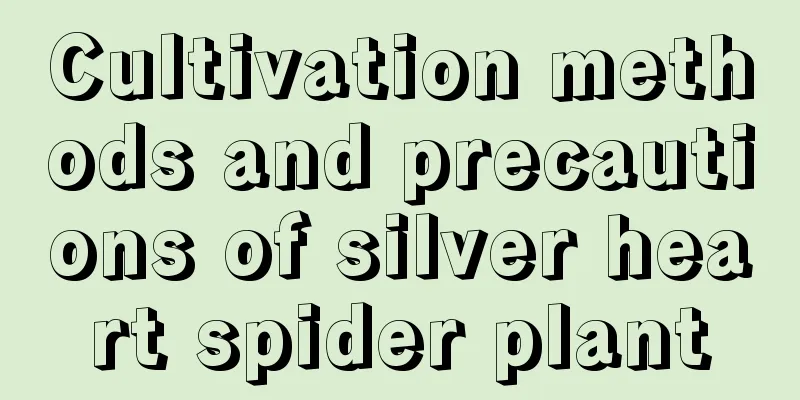 Cultivation methods and precautions of silver heart spider plant