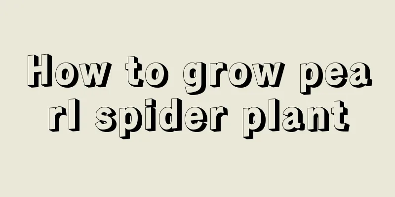 How to grow pearl spider plant