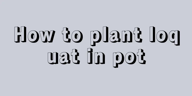 How to plant loquat in pot