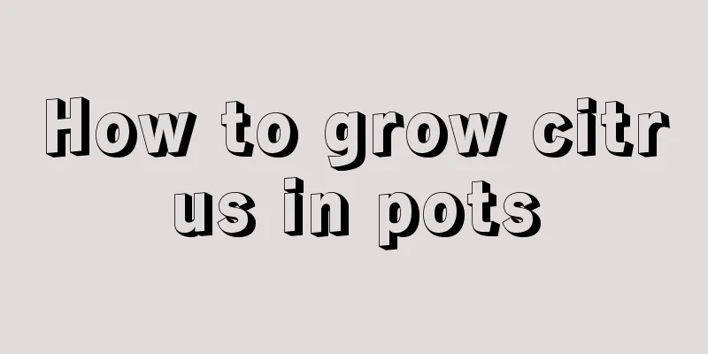 How to grow citrus in pots