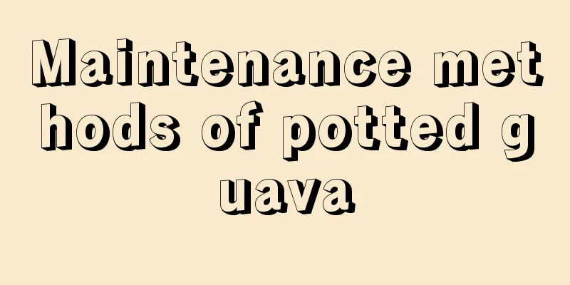 Maintenance methods of potted guava