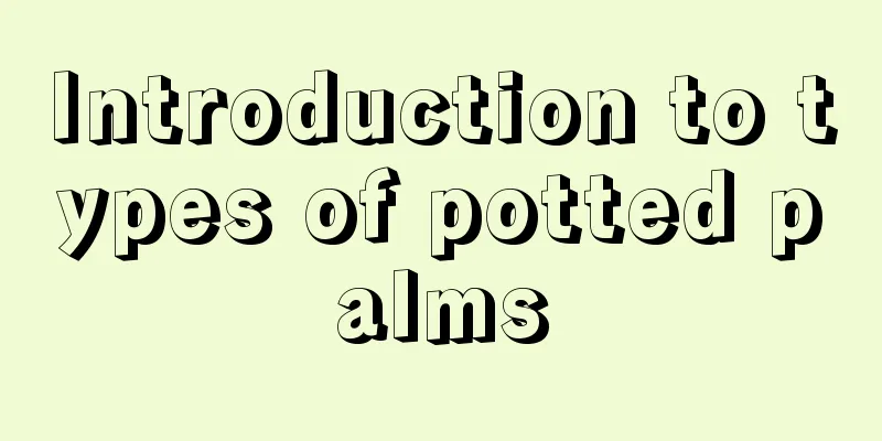 Introduction to types of potted palms