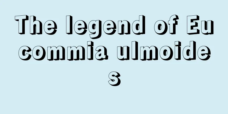 The legend of Eucommia ulmoides