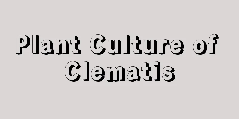 Plant Culture of Clematis