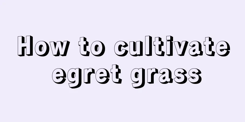 How to cultivate egret grass