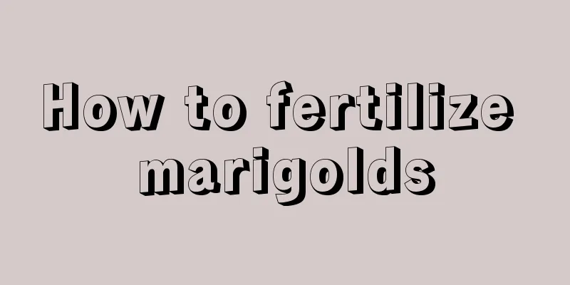 How to fertilize marigolds