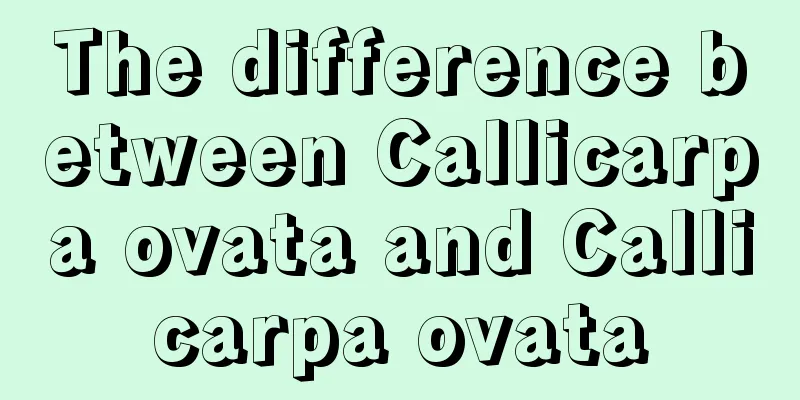 The difference between Callicarpa ovata and Callicarpa ovata