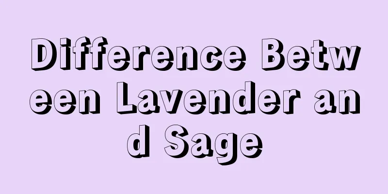 Difference Between Lavender and Sage